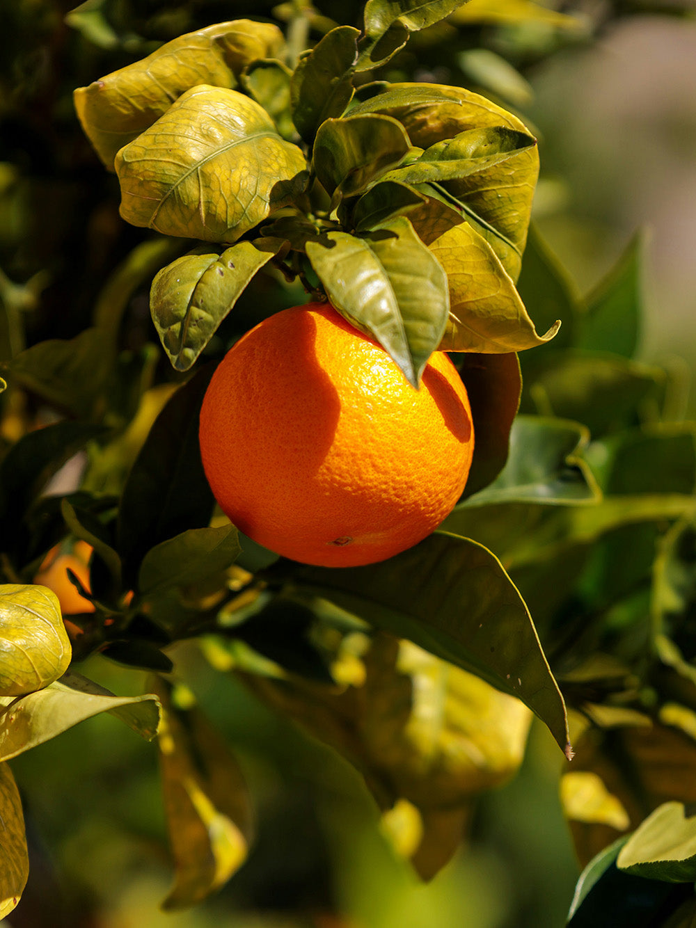 Eine reife Orange hängt an einem grünen Zweig mit glänzenden Blättern.