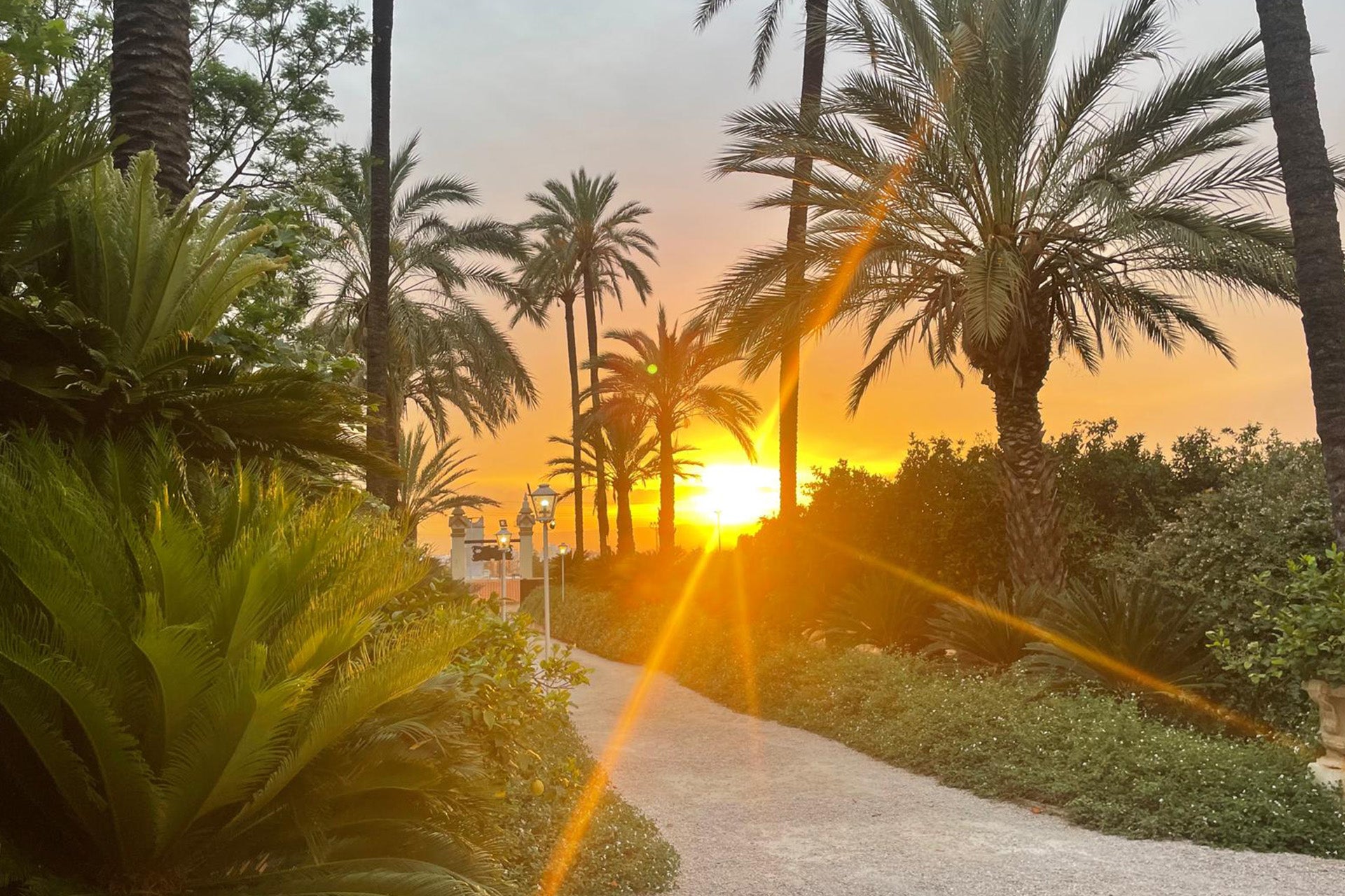 Sonnenuntergang hinter Palmen entlang eines geschwungenen Weges in einer üppigen Gartenlandschaft.